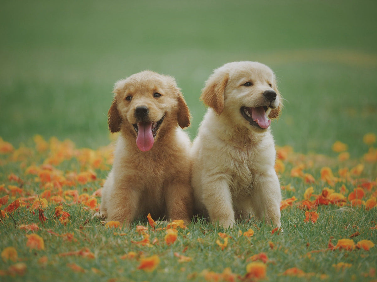 Outdoor Pet Supplies